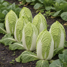 Napa Cabbage Seeds for Planting