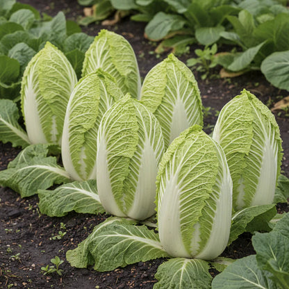 Napa Cabbage Seeds for Planting