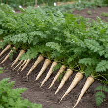 Gladiator F1 Parsnip Seeds – Hybrid Root Vegetable Seeds