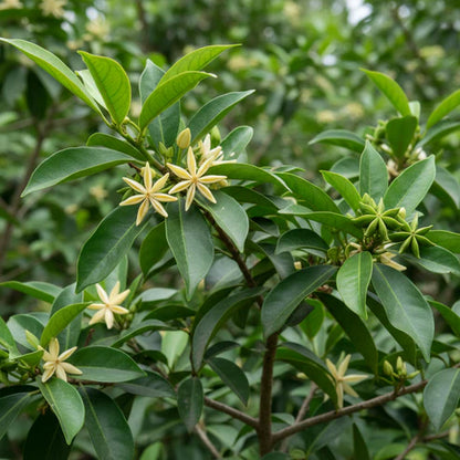 Star Anise Seeds Illicium verum – Aromatic Spice Tree Seeds