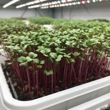 Radish Sango Red Microgreen Seeds