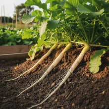 Mooli Minowase Radish Seeds for Planting