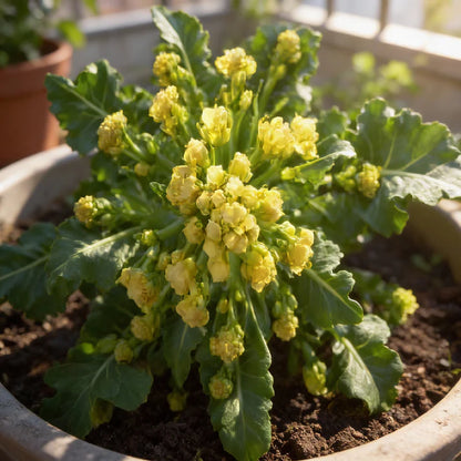 White Sprouting Broccoli Seeds