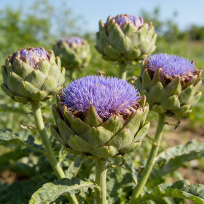Artichoke Cardoon Seeds for Home Garden Planting