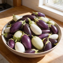 Aubergine Jewel F1 Mix Seeds for Home Garden