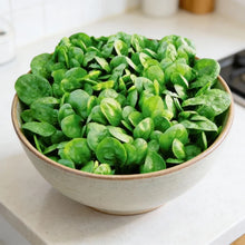 Corvair Spinach Seeds for Home Garden