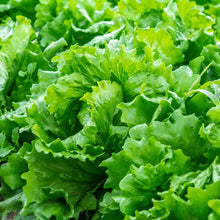 Lettuce Isira Split Pills Seeds for Home Garden