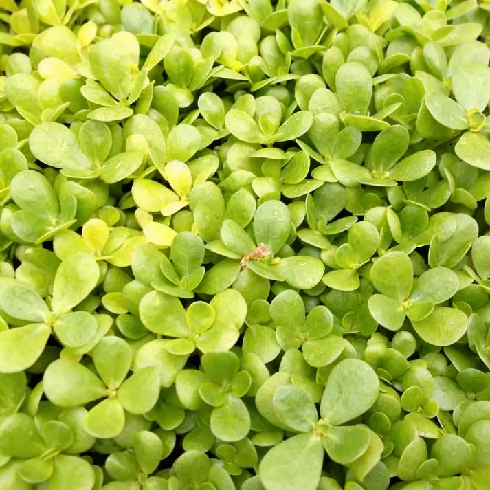 Golden Purslane Seeds for Planting – Heirloom Plant Seeds