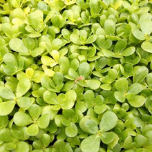 Golden Purslane Seeds for Planting – Heirloom Plant Seeds