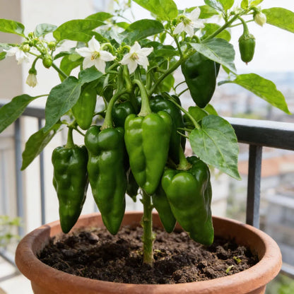Organic India Seeds – Green Padron Pepper Seeds – Pepper Seeds for Home Garden