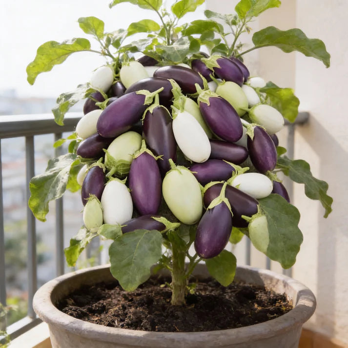 Aubergine Jewel F1 Mix Seeds for Home Garden