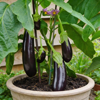 Aubergine Moneymaker F1 Seeds for Home Garden