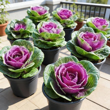 Ornamental Cabbage Seeds for Decorative Gardens