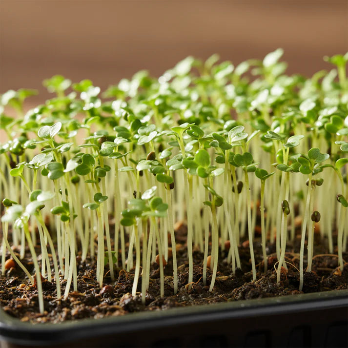 Radish Sango Red Microgreen Seeds