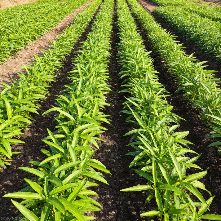 Kalmi Shak Seeds for Planting