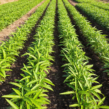 Kalmi Shak Seeds for Planting