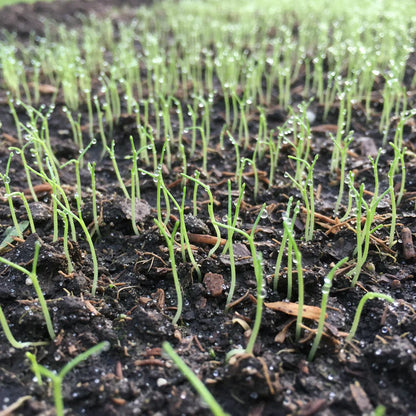 Peking Ta Ching Kou Pai Tsai Seeds