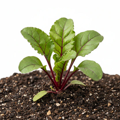 Beetroot Boltardy Vegetable Seeds for Planting