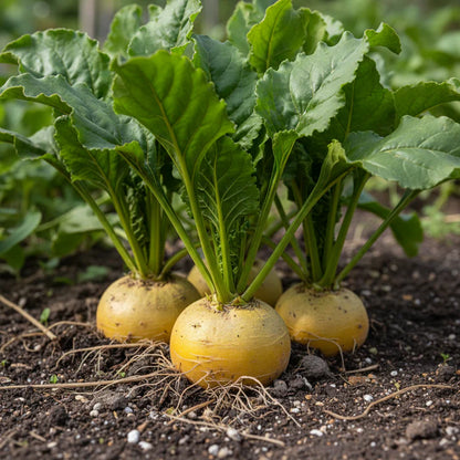 Yellow Beetroot Boldor F1 Seeds for Home Garden