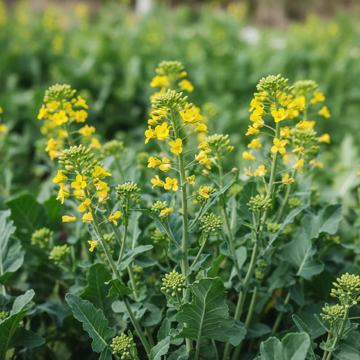 Broccoli Raab Spring Rapini Seeds