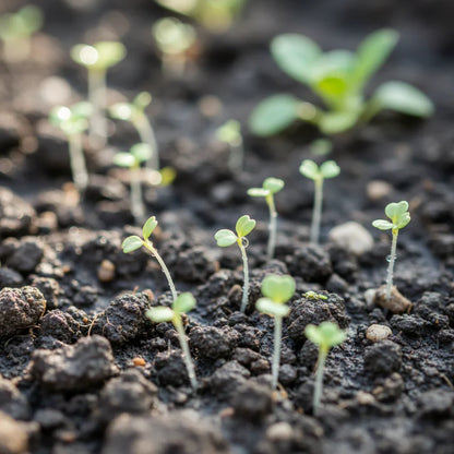 Tender Crisp Celery Seeds for Home Garden