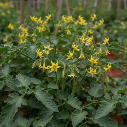 Chocolate Sprinkles Tomato Seeds – Tomato Seeds for Home Garden
