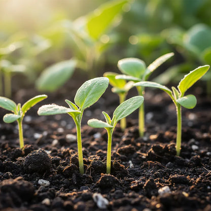 Green Eggplant Seeds for Home Gardening