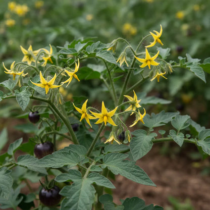Indigo Rose Tomato Seeds – Heirloom Tomato Seeds for Home Garden
