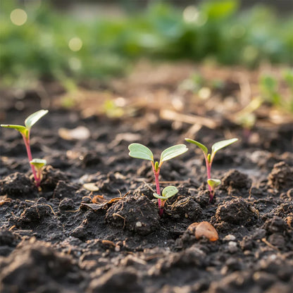 Silverbeet Magenta Seeds for Home Garden