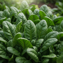 Perpetual Spinach Seeds for Home Garden