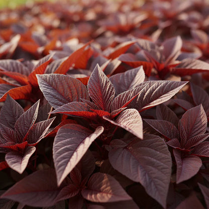 Red Leaf Amaranth Seeds for Home Garden