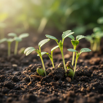 Mustard Tsa Tsai Round Seeds for Home Garden