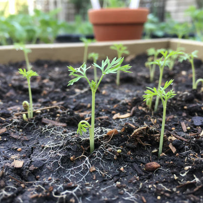 Organic Oxheart Carrot Seeds for Home Garden Planting