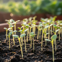 Flowering Cabbage Seeds for Garden Planting