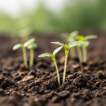 Chocolate Beauty Pepper Seeds for Home Garden