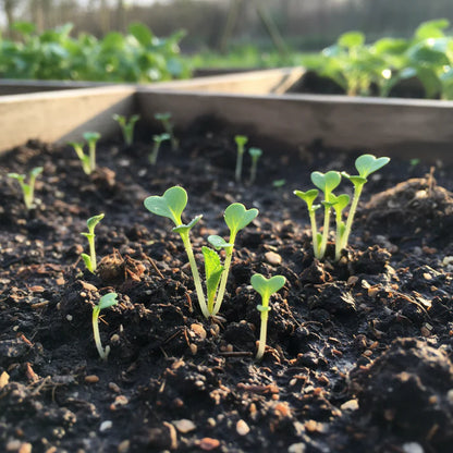 Radish Heirloom Mix Seeds for Home Garden Planting