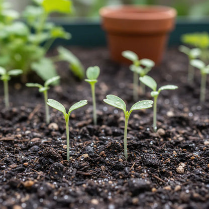 Swede Marian Vegetable Seeds for Planting