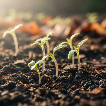 Tomato Ice Vegetable Seeds for Home Garden