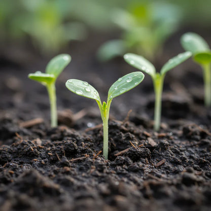 Turnip Milan Purple Top Vegetable Seeds for Planting