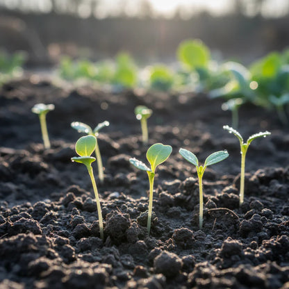 Westlandse Kale Seeds for Home Gardening