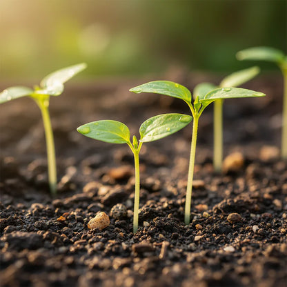 White Chili Pepper Seeds for Home and Garden Planting