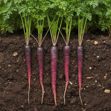 Cosmic Purple Carrot Seeds Heirloom Purple Roots for Planting