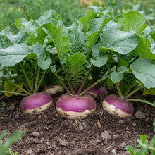 Turnip Purple Top Vegetable Seeds for Planting