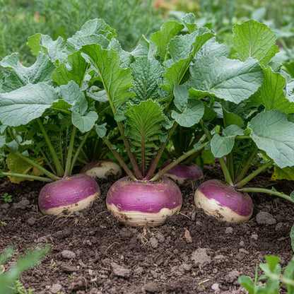 Turnip Purple Top Vegetable Seeds for Planting