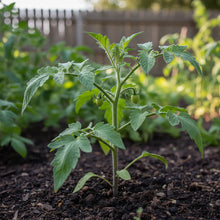 Yellow Pear Tomato Seeds – Heirloom Yellow Pear Tomato for Planting