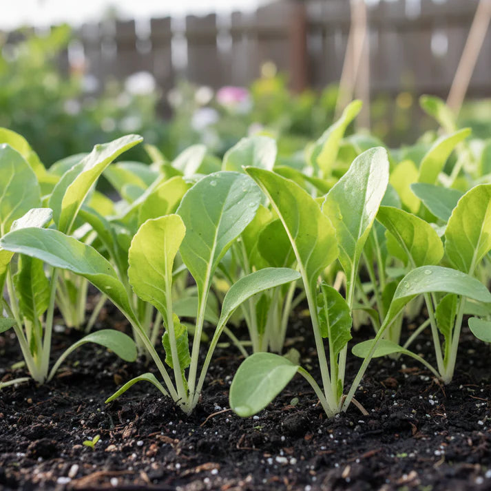 Albino Beet Seeds for Home Garden Planting