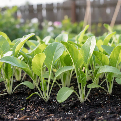 Albino Beet Seeds for Home Garden Planting