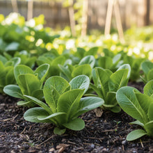Amish Deer Tongue Lettuce Seeds for Home Garden