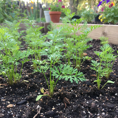 Danvers Carrot Seeds Heirloom Carrots for Planting