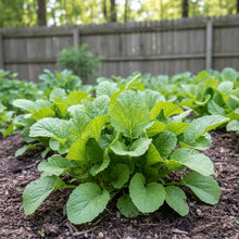 Feaster Family Heirloom Mustard Seeds